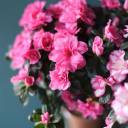 Азалия на штамбе (Azalea Stem) 40 см - миниатюра