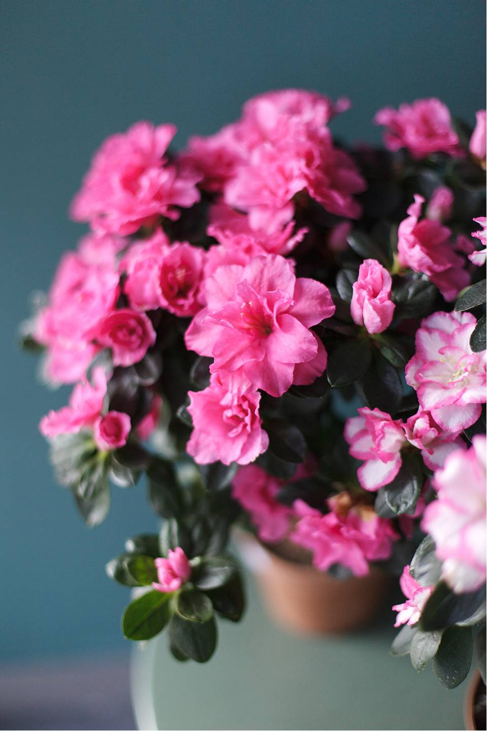 Азалия на штамбе (Azalea Stem) 40 см