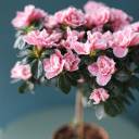 Азалия на штамбе (Azalea Stem) 40 см - подарочное оформление - миниатюра