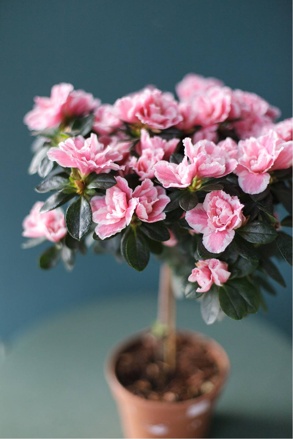 Азалия на штамбе (Azalea Stem) 40 см - подарочное оформление