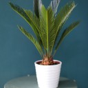 Цикас (Cycas) - миниатюра