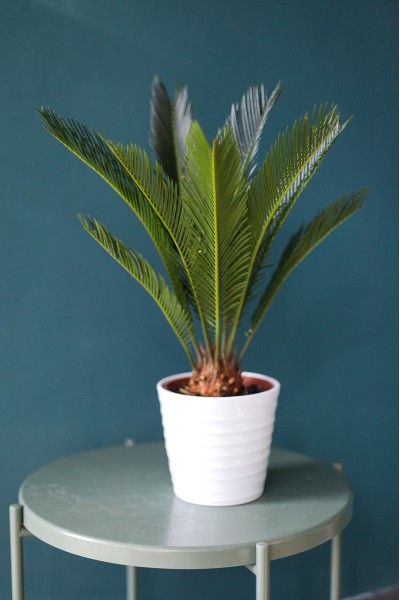 Цикас (Cycas)