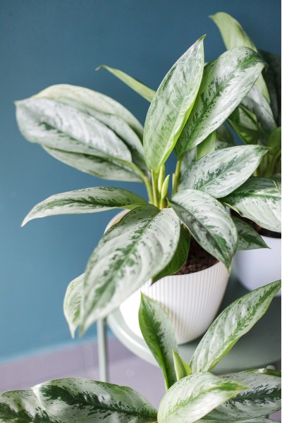 Аглаонема (Aglaonema)