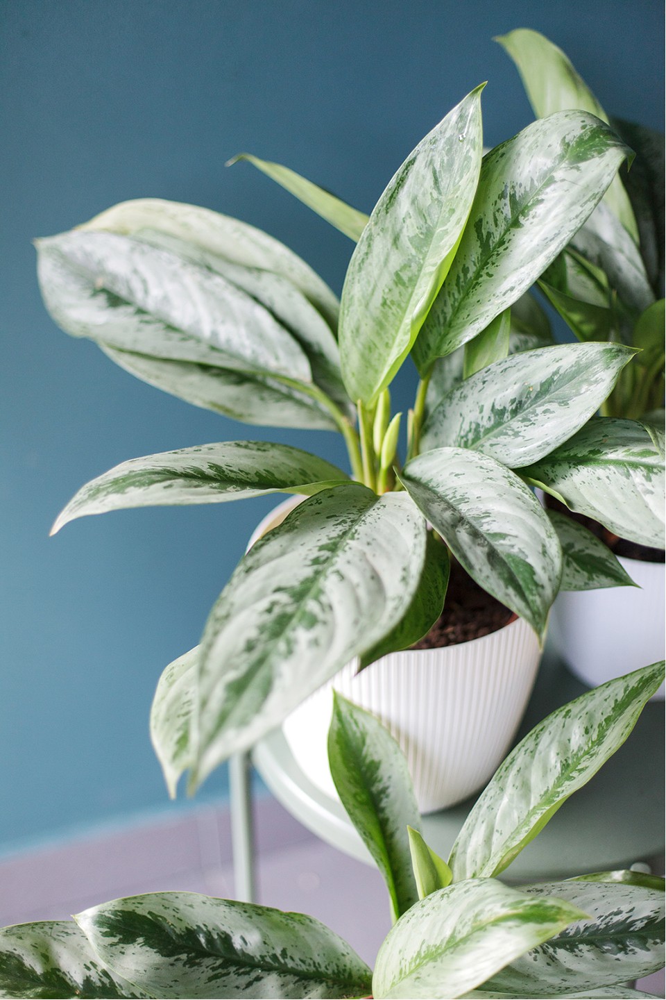 Аглаонема (Aglaonema) Аглаонема (Aglaonema)