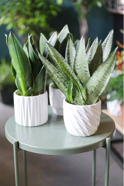 Сансевиерия Зейланика Фан (Sansevieria Zeylanica Fan) 35 см
