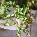 Хойя триколор (Hoya) 50 см - для женщины/молодой пары - миниатюра