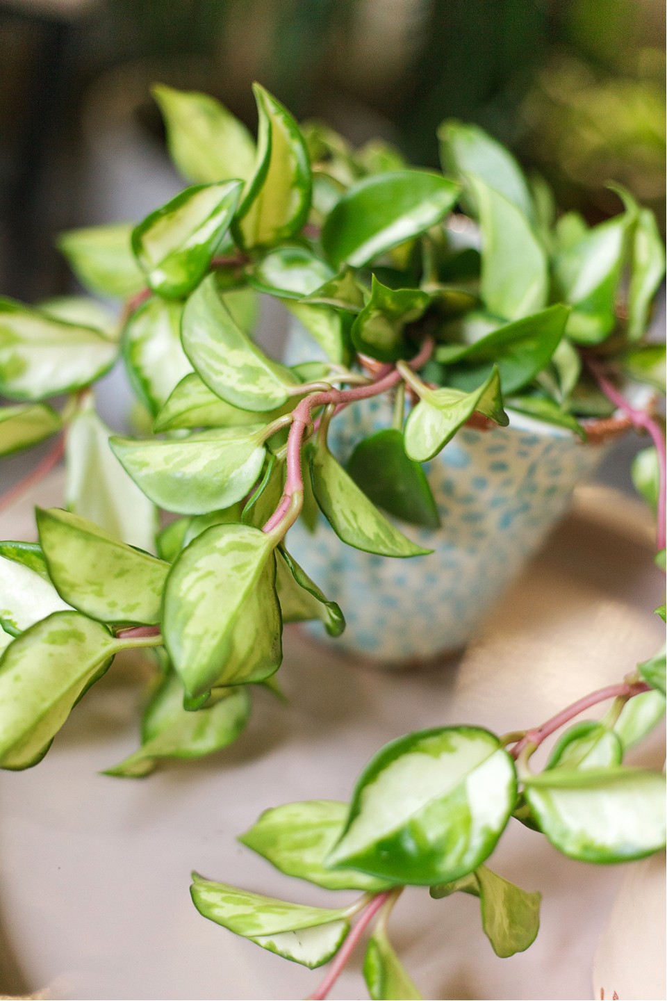 Хойя триколор (Hoya) 50 см - с доставкой по Минску