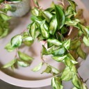 Хойя триколор (Hoya) 50 см - подарочное оформление - миниатюра