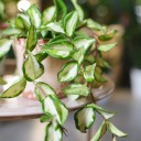 Хойя триколор (Hoya) 50 см - быстрая доставка в Минске - миниатюра