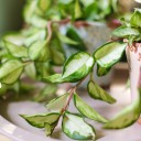 Хойя триколор (Hoya) 50 см - с добавлением зелени - миниатюра 