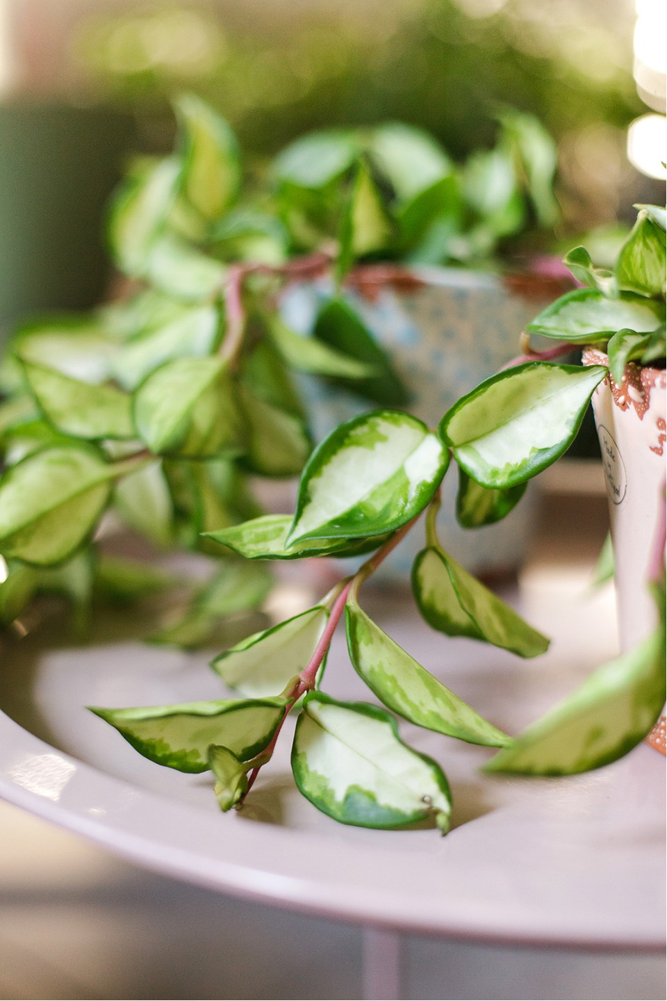 Хойя триколор (Hoya) 50 см - с добавлением зелени