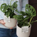 Монстера Манки Лиф (Monstera Monkey Leaf) 30 см - миниатюра