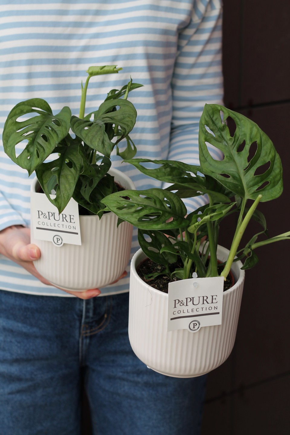 Монстера Манки Лиф (Monstera Monkey Leaf) 30 см