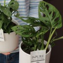 Монстера Манки Лиф (Monstera Monkey Leaf) 30 см - подарочное оформление - миниатюра