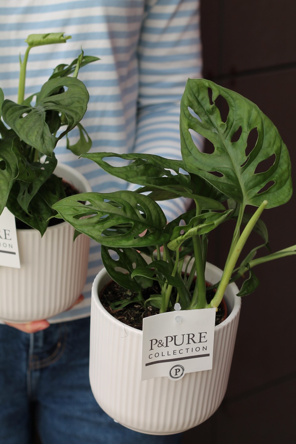 Монстера Манки Лиф (Monstera Monkey Leaf) 30 см - подарочное оформление