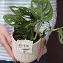 Монстера Манки Лиф (Monstera Monkey Leaf) 30 см - с добавлением зелени - миниатюра 