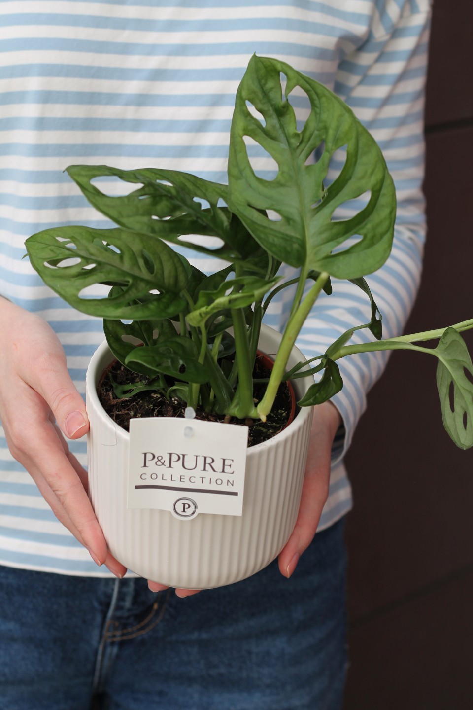 Монстера Манки Лиф (Monstera Monkey Leaf) 30 см - с добавлением зелени