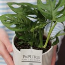 Монстера Манки Лиф (Monstera Monkey Leaf) 30 см - с доставкой по Минску - миниатюра