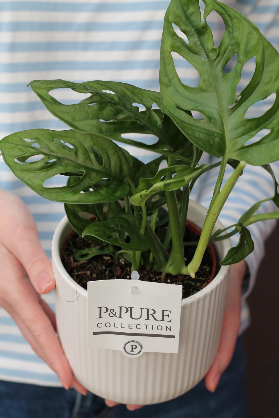 Монстера Манки Лиф (Monstera Monkey Leaf) 30 см - с доставкой по Минску