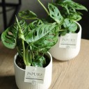 Монстера Манки Лиф (Monstera Monkey Leaf) 30 см - быстрая доставка в Минске - миниатюра