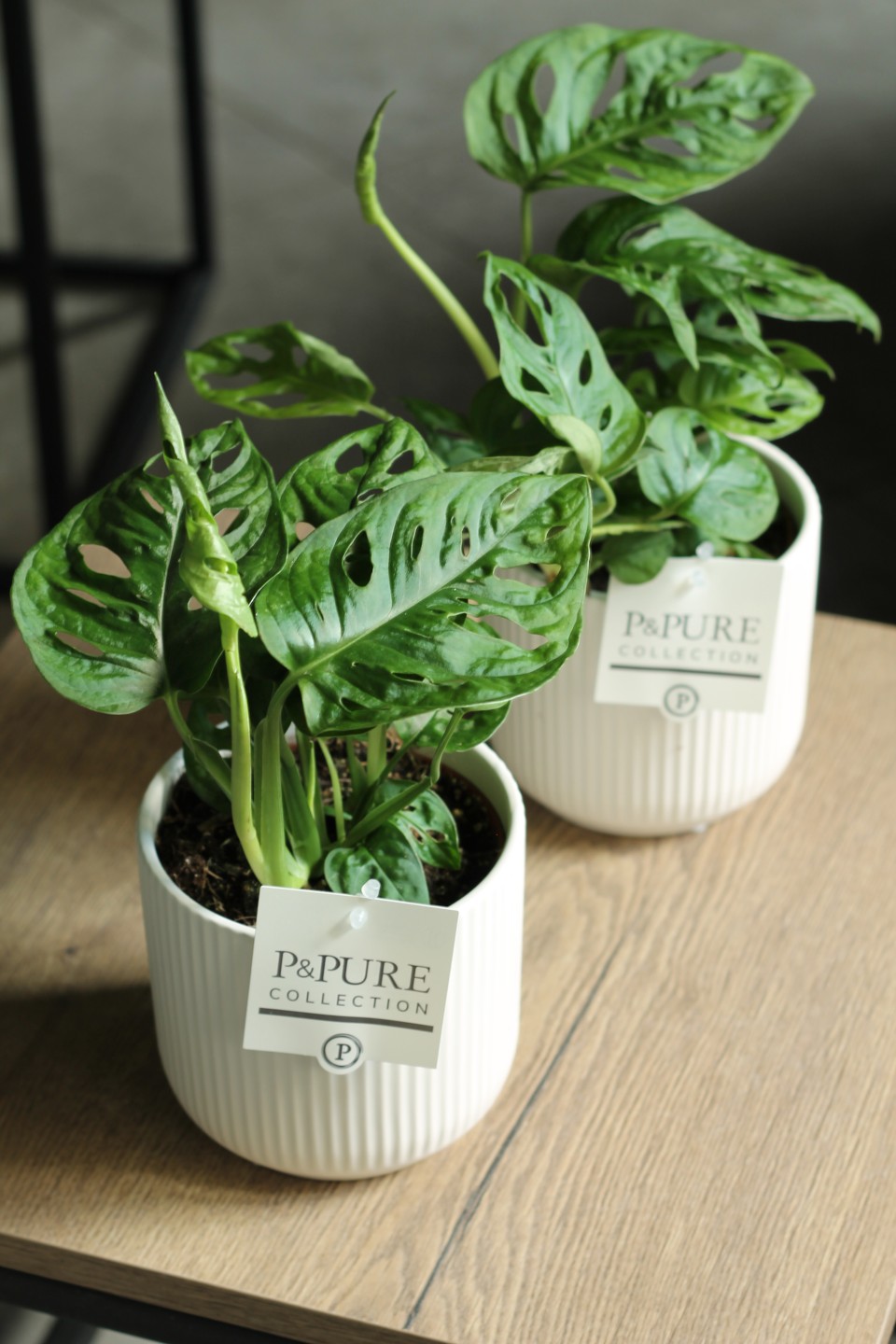 Монстера Манки Лиф (Monstera Monkey Leaf) 30 см - быстрая доставка в Минске