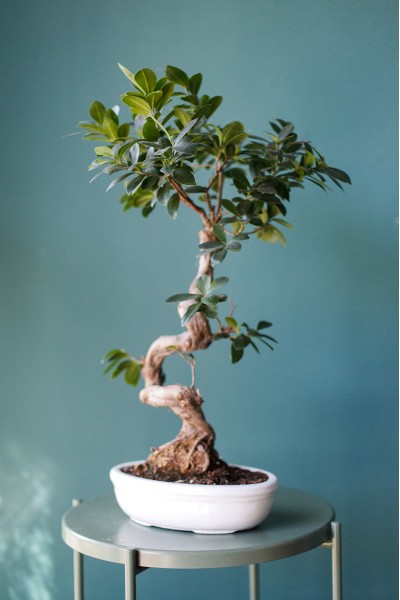 Фикус Женьшень S-образный (Ficus Ginseng S-shape) 60 см