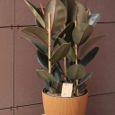 Фикус Эластика Абиджан 100см - миниатюра