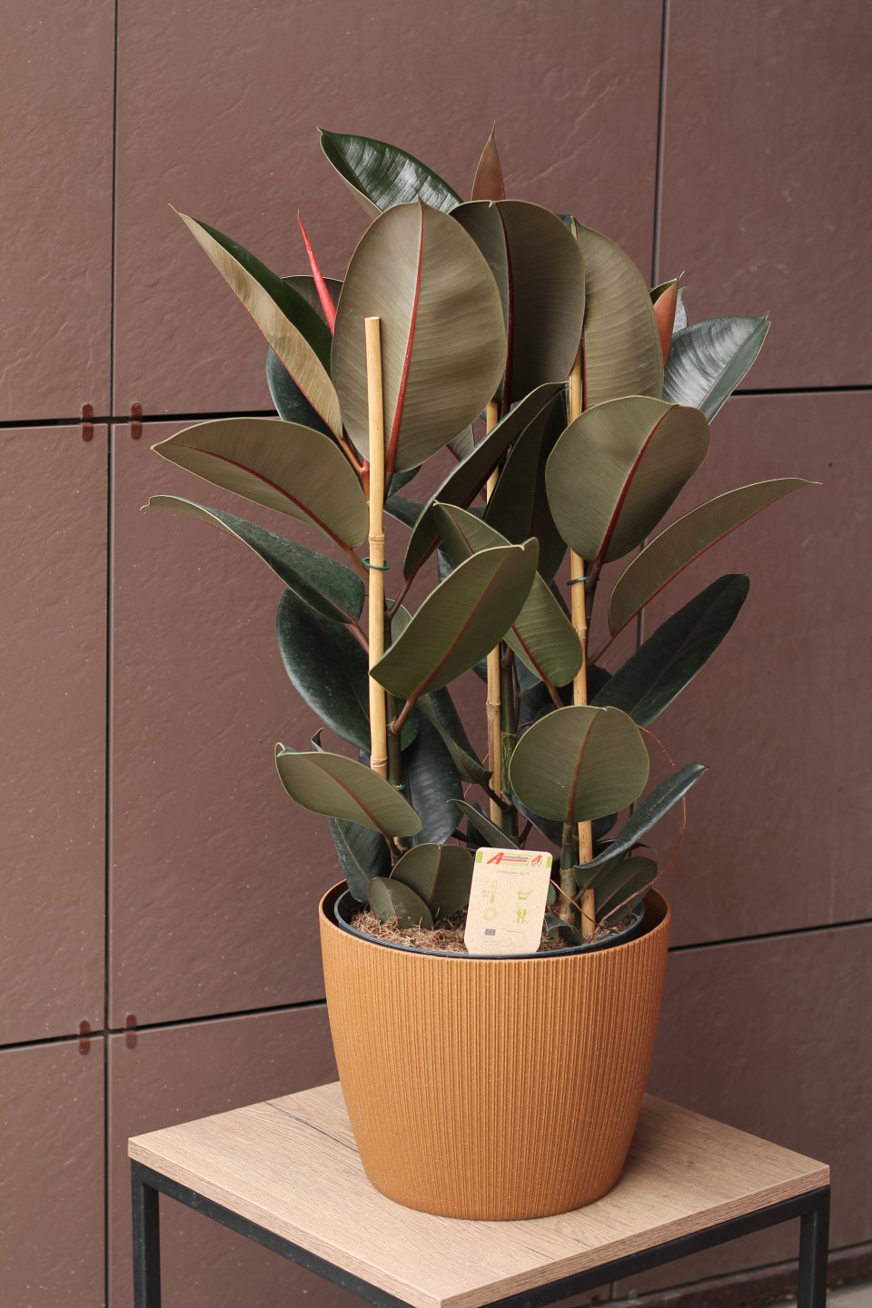 Фикус Эластика Абиджан 100см