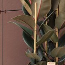 Фикус Эластика Абиджан 100см - с доставкой по Минску - миниатюра