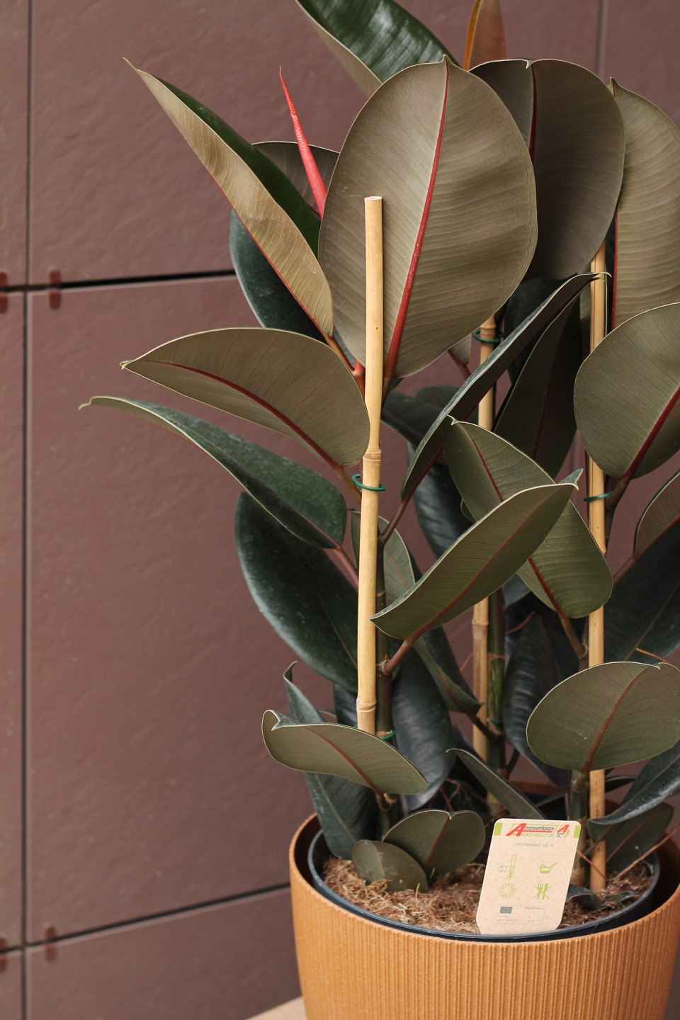 Фикус Эластика Абиджан 100см - с доставкой по Минску