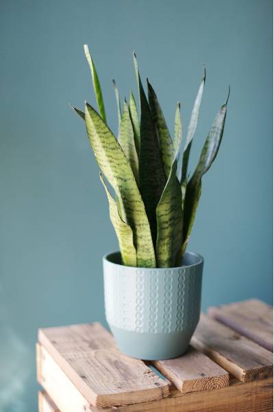 Сансевиерия Зейланика (Sansevieria zeylanica) 50 см