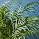 Хамедорея изящная (Chamaedorea Elegans) - подарочное оформление - миниатюра