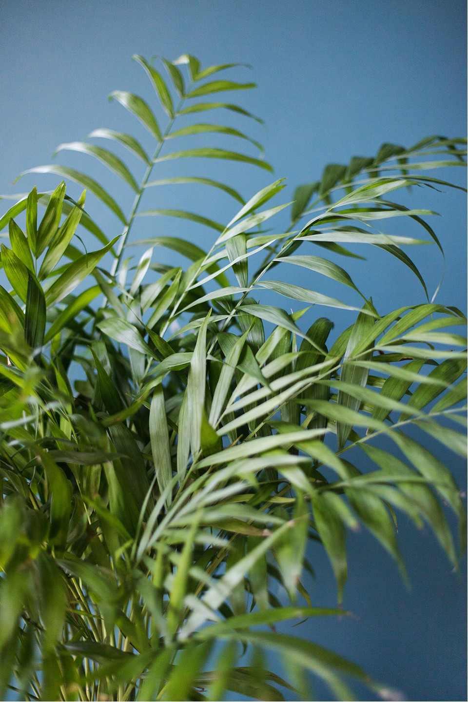 Хамедорея изящная (Chamaedorea Elegans) - подарочное оформление