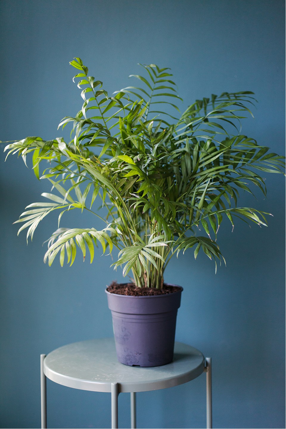 Хамедорея изящная (Chamaedorea Elegans) - с добавлением зелени