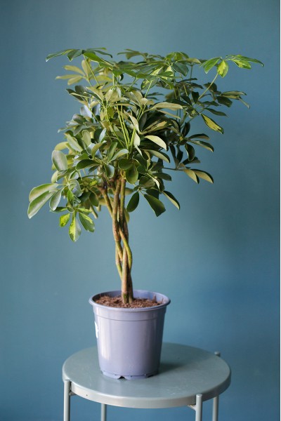 Шефлера (Schefflera Compacta) на плетеном стволе