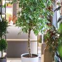 Фикус Бенджамина Голден кинг (Ficus Beniamin Exotic) - миниатюра