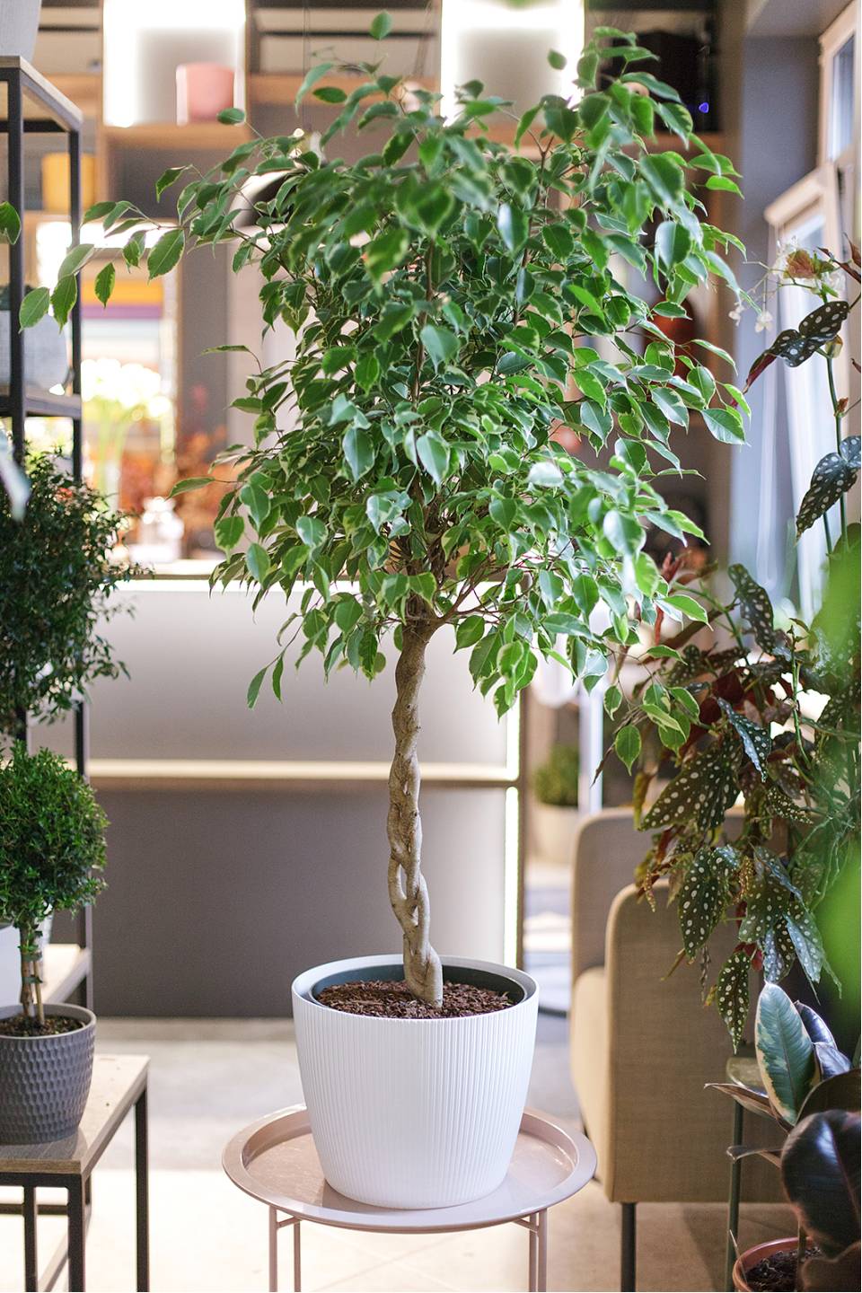 Фикус Бенджамина Голден кинг (Ficus Beniamin Exotic)