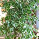 Фикус Бенджамина Голден кинг (Ficus Beniamin Exotic) - с доставкой по Минску - миниатюра