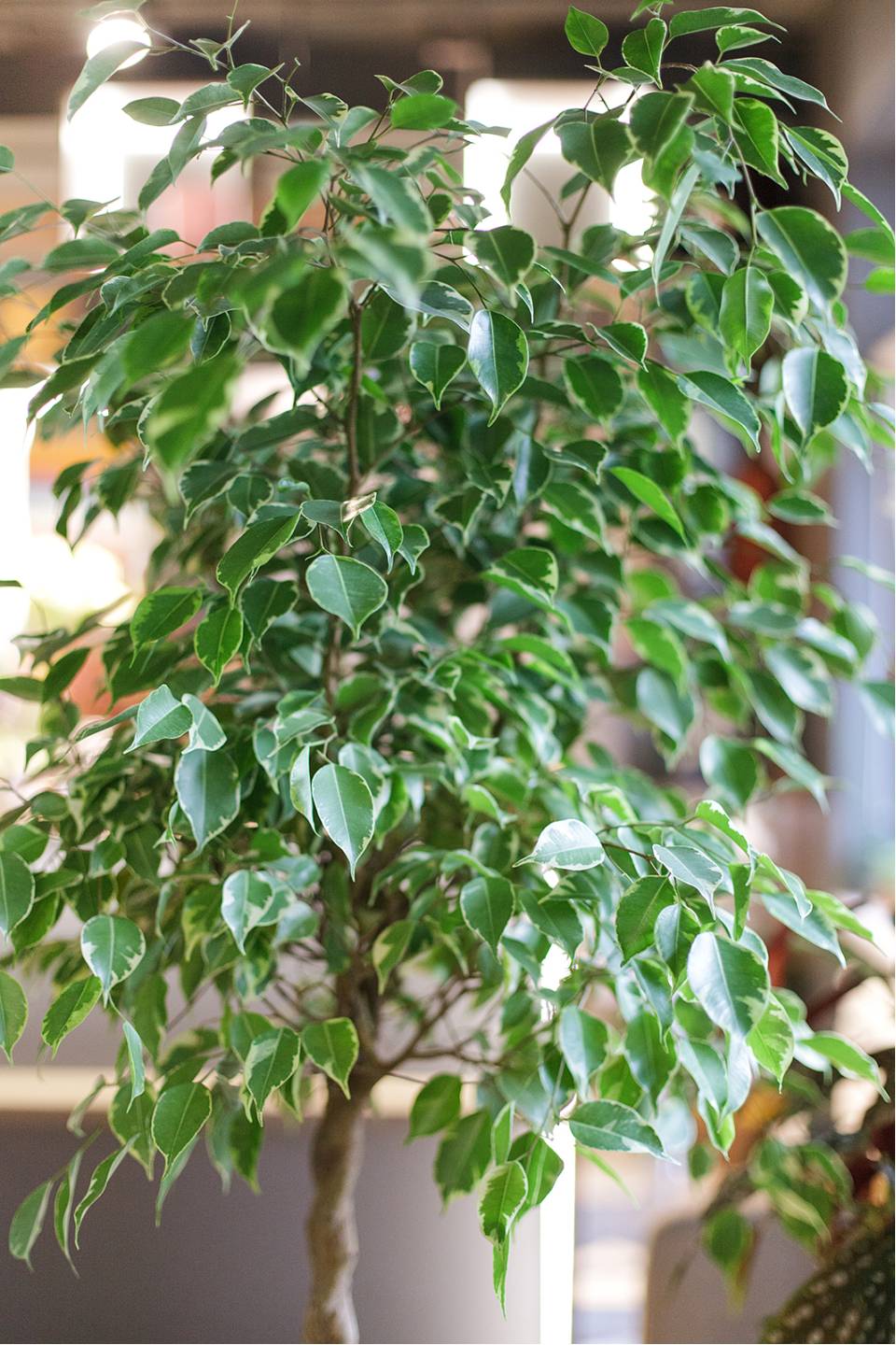 Фикус Бенджамина Голден кинг (Ficus Beniamin Exotic) - с доставкой по Минску