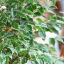 Фикус Бенджамина Голден кинг (Ficus Beniamin Exotic) - с добавлением зелени - миниатюра 