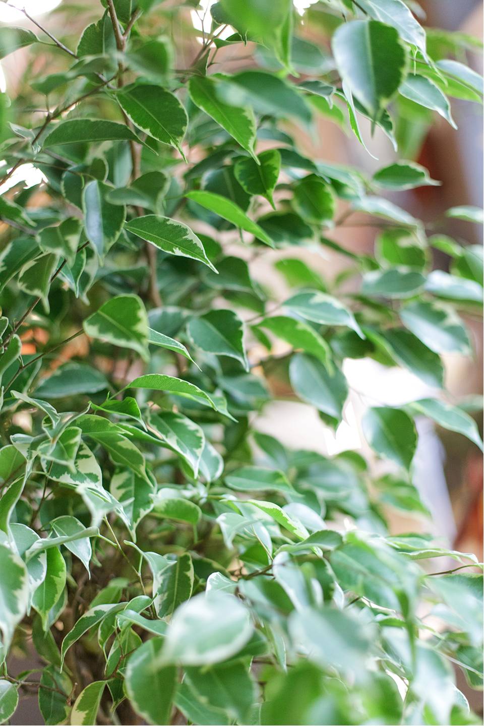 Фикус Бенджамина Голден кинг (Ficus Beniamin Exotic) - с добавлением зелени