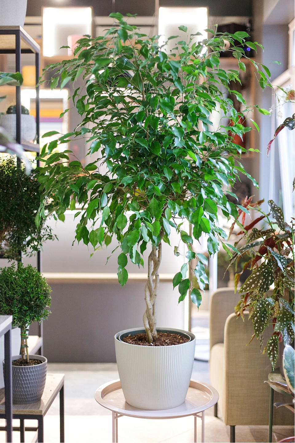 Фикус Бенджамина Экзотика (Ficus Beniamin Exotic) 120 см
