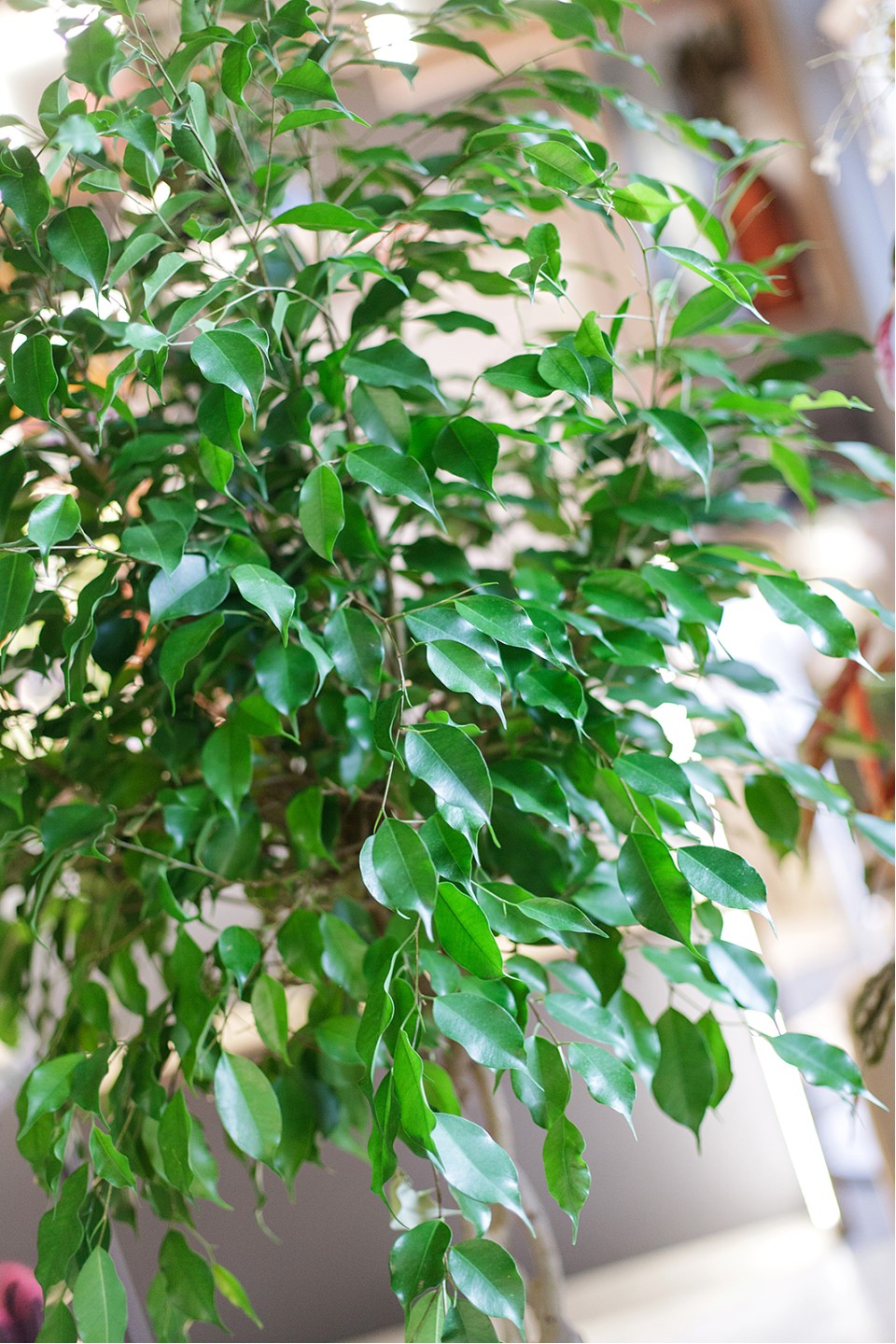 Фикус Бенджамина Экзотика (Ficus Beniamin Exotic) 120 см - для женщины/молодой пары