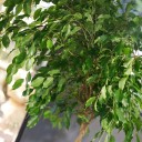 Фикус Бенджамина Экзотика (Ficus Beniamin Exotic) 120 см - подарочное оформление - миниатюра