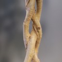 Фикус Бенджамина Экзотика (Ficus Beniamin Exotic) 120 см - с добавлением зелени - миниатюра 