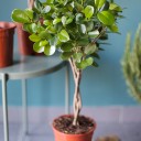 Фикус Мокламе (Ficus Moclame) 120 см - подарочное оформление - миниатюра