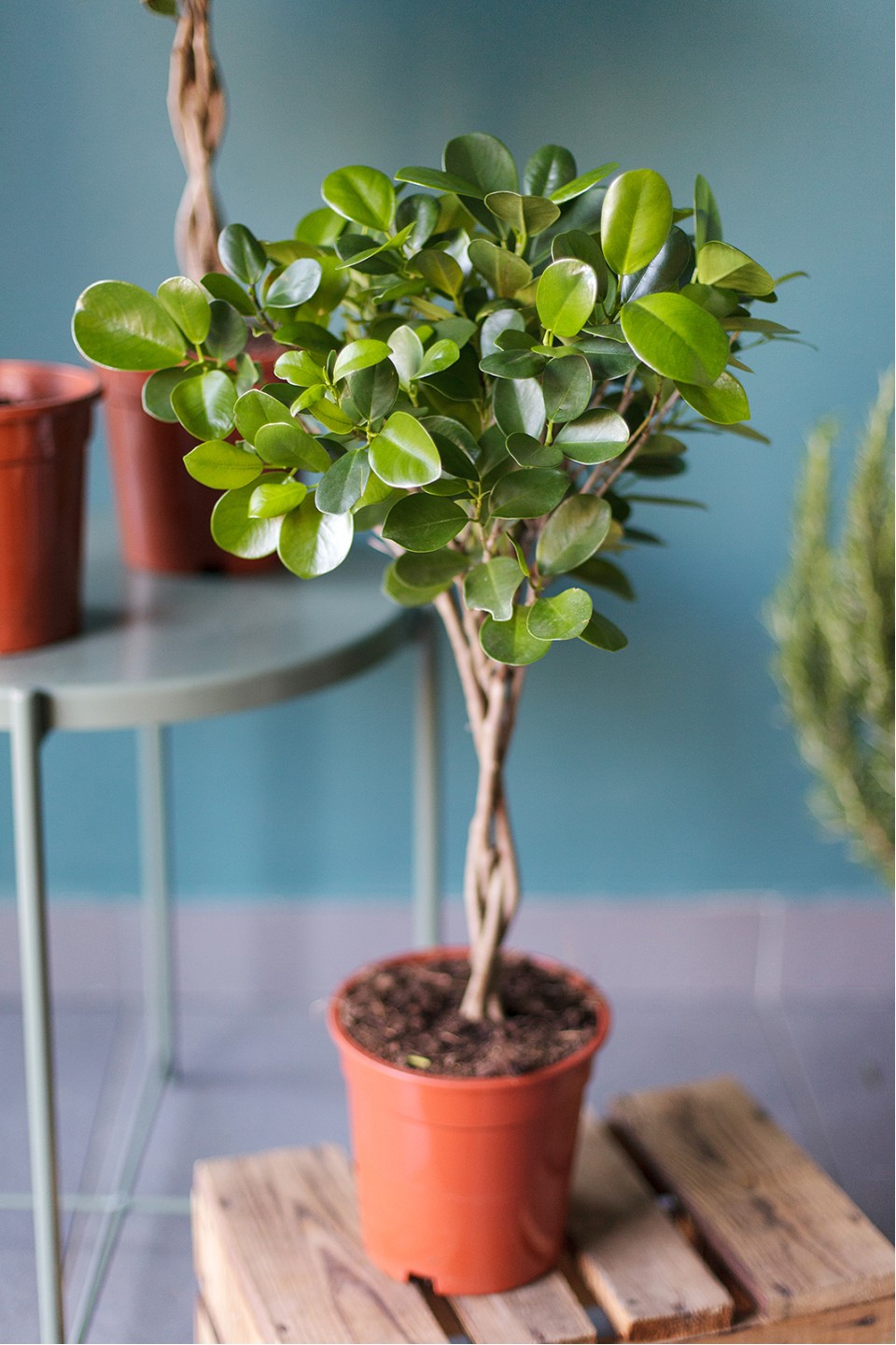 Фикус Мокламе (Ficus Moclame) 120 см - подарочное оформление