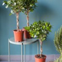 Фикус Мокламе (Ficus Moclame) 120 см - миниатюра 7