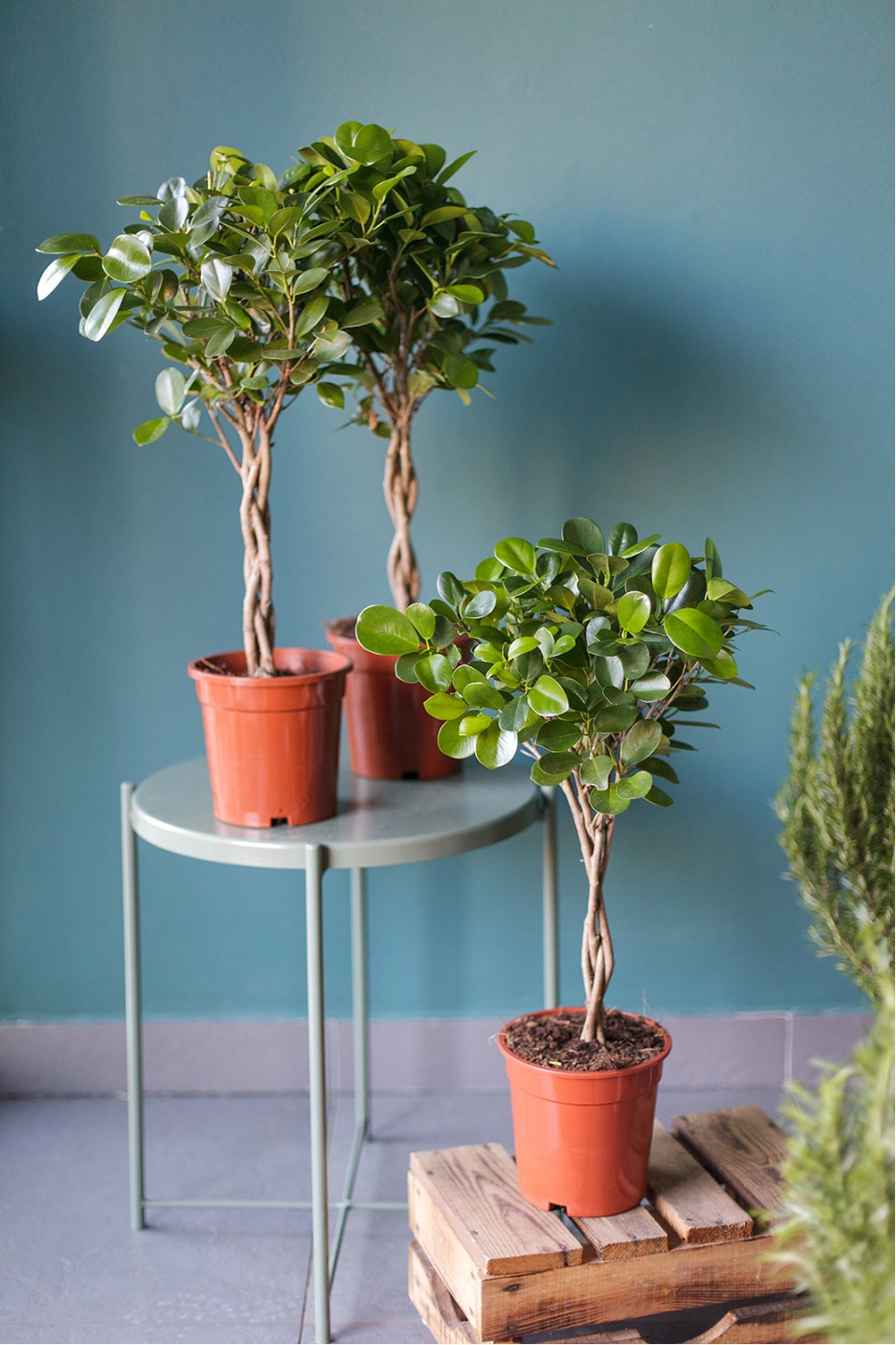 Фикус Мокламе (Ficus Moclame) 120 см 7