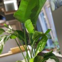 Стрелиция (Strelitzia Nicolai) - с добавлением зелени - миниатюра 